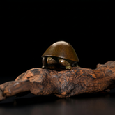 Japanese Meji Turtle